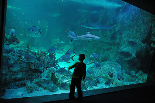 Aquarium de Sydney