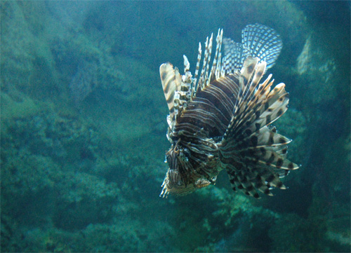 Aquarium de Sydney