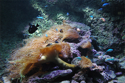 Aquarium de Sydney