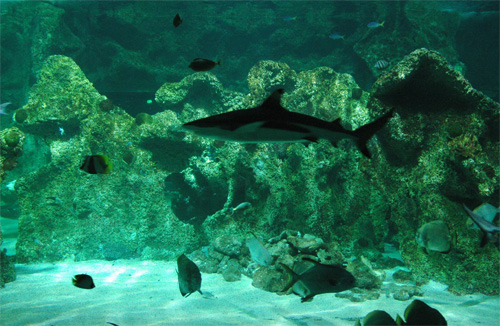 Aquarium de Sydney