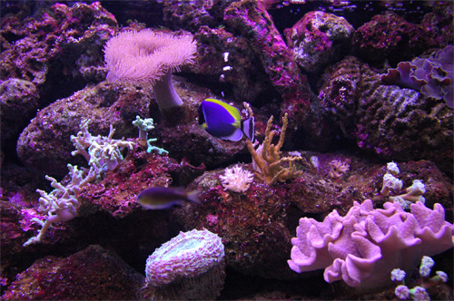 Aquarium de Sydney