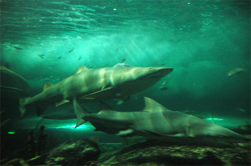 Aquarium de Sydney