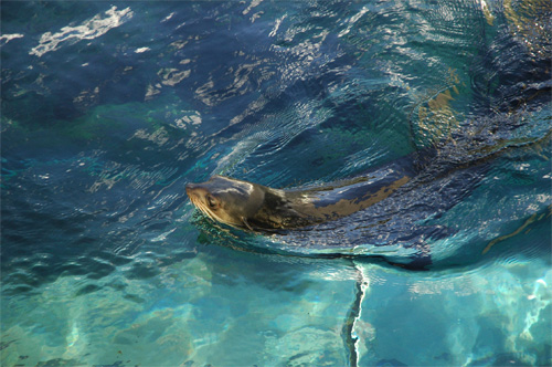 Aquarium de Sydney