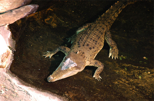 Aquarium de Sydney