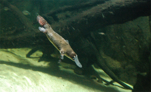 Aquarium de Sydney