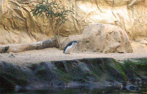 Aquarium de Sydney