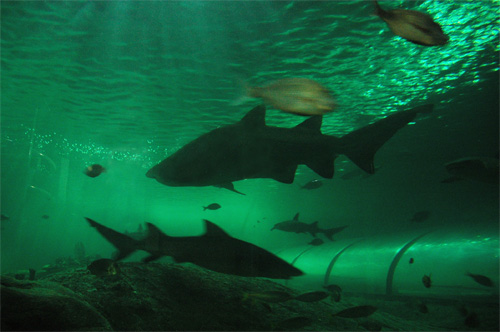 Aquarium de Sydney