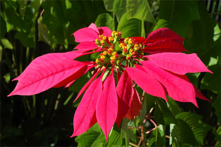 Poinsetia