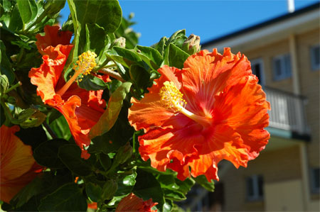 Hibiscus