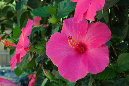 Hibiscus