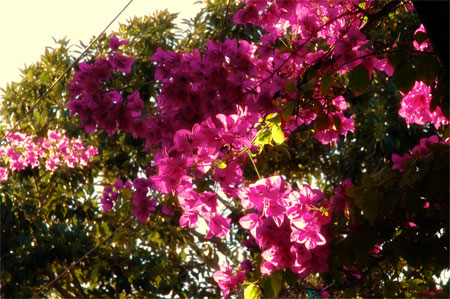 Bougainvillier