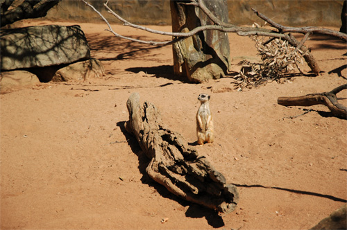 Taronga