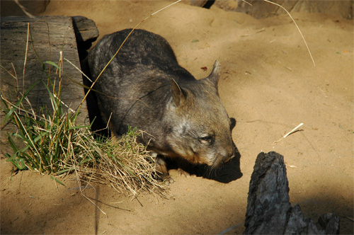 Taronga