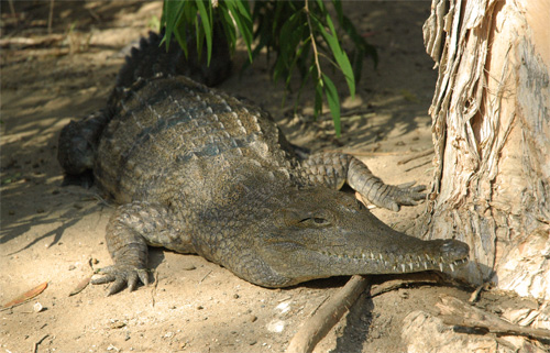 Taronga