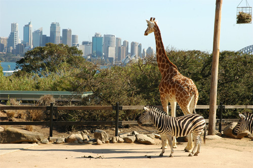 Taronga