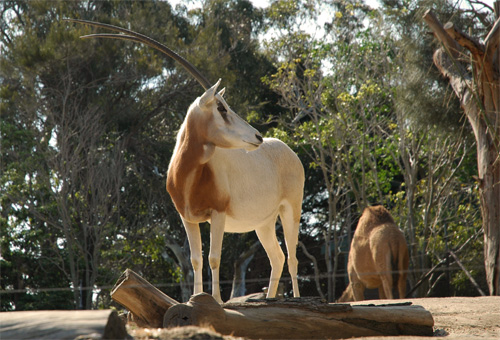 Taronga