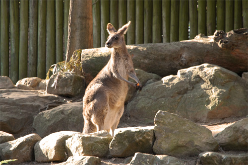 Taronga