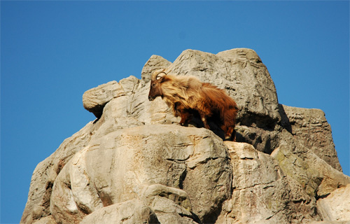 Taronga